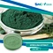 Spirulina Extract is a natural supplement made from the blue-green algae Spirulina. It is a highly nutritious food source and has been used for centuries in traditional medicine to treat various health conditions.